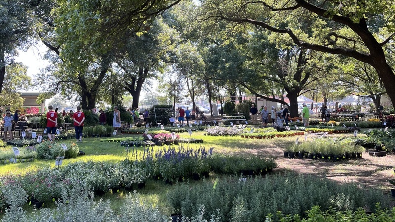 Hatching Event with Bonus Candies