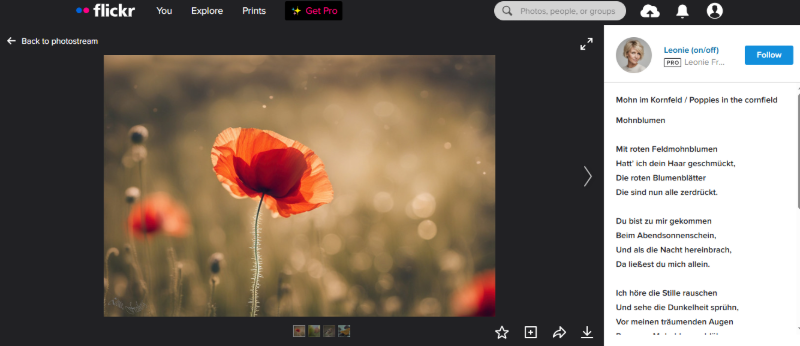  flickr image download